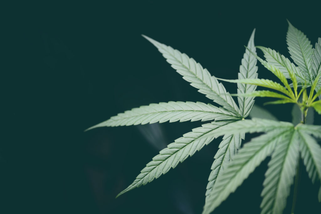 Cannabis leaf marijuana plant tree growing on dark background -